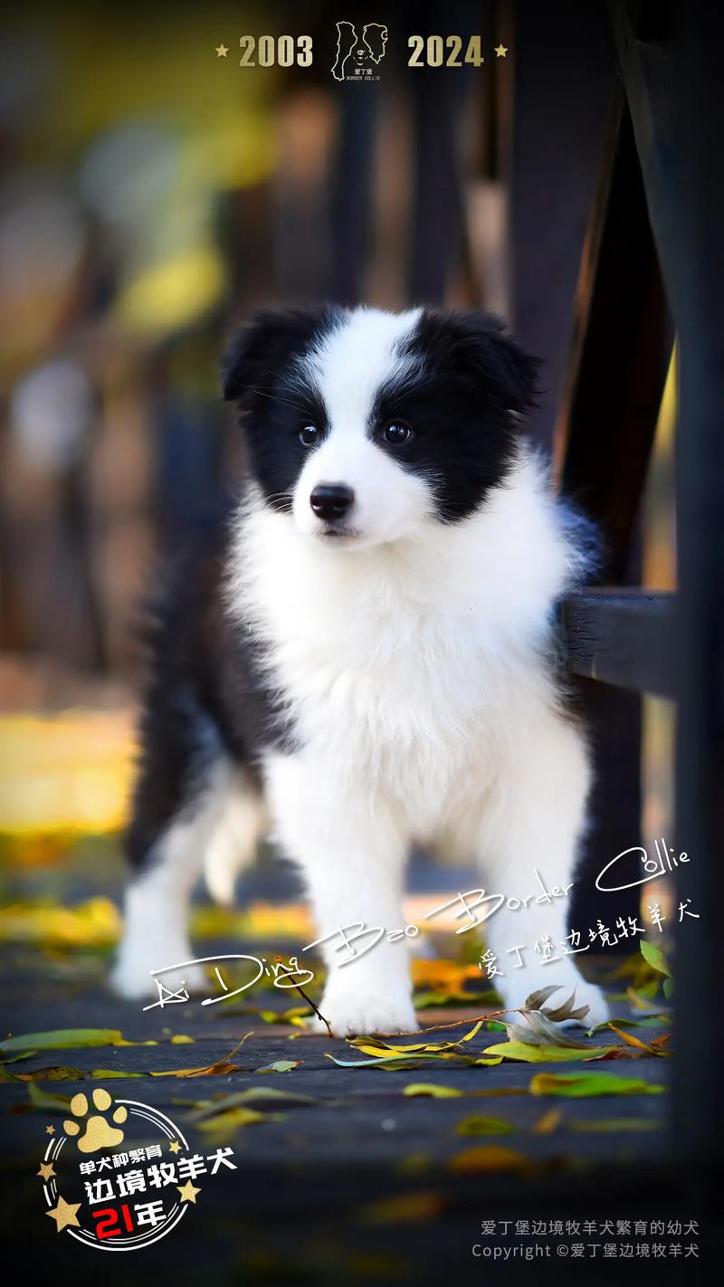作为消费者“边境牧羊犬幼犬多少钱”你不能不知道-第3张图片 作为消费者“边境牧羊犬幼犬多少钱”你不能不知道-第3张图片