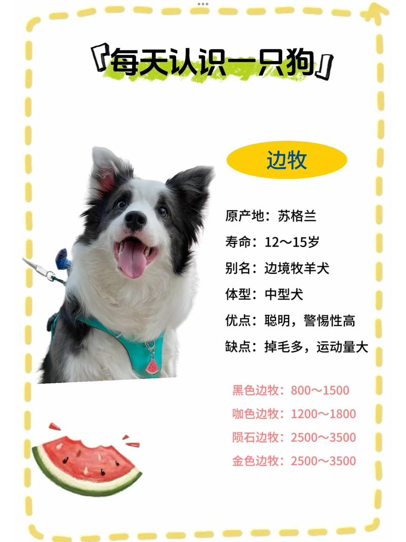 作为消费者“边境牧羊犬幼犬多少钱”你不能不知道-第2张图片 作为消费者“边境牧羊犬幼犬多少钱”你不能不知道-第2张图片