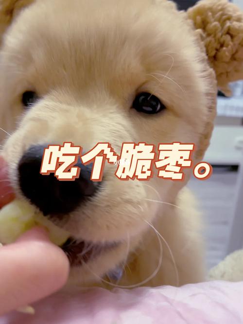 狗狗能吃大枣吗-狗狗能吃大枣吗会死吗-第3张图片 狗狗能吃大枣吗-狗狗能吃大枣吗会死吗-第3张图片
