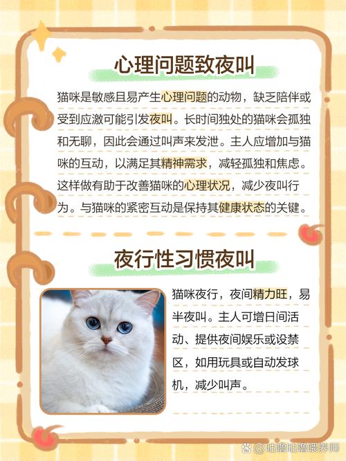 解析“猫咪打架的声音”你不知道的事