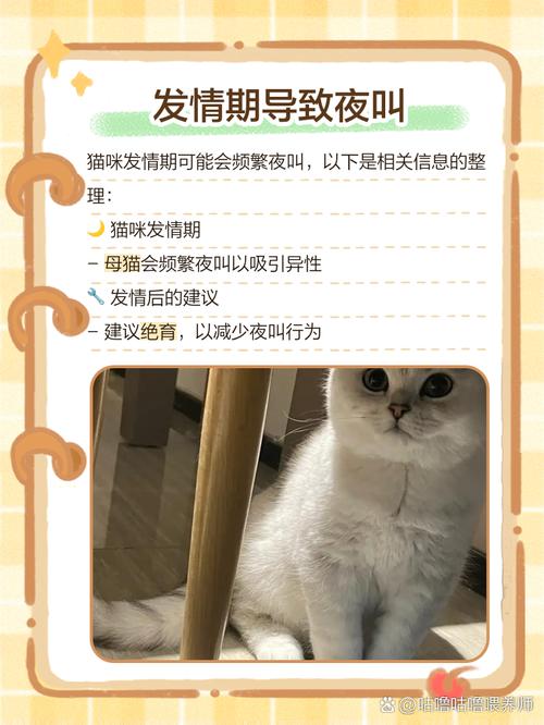 解析“猫咪打架的声音”你不知道的事-第2张图片 解析“猫咪打架的声音”你不知道的事-第2张图片