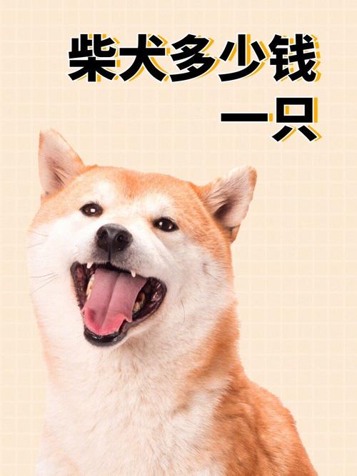 柴犬的费用与品种-柴犬的费用排名