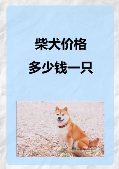柴犬的费用与品种-柴犬的费用排名-第5张图片 柴犬的费用与品种-柴犬的费用排名-第5张图片