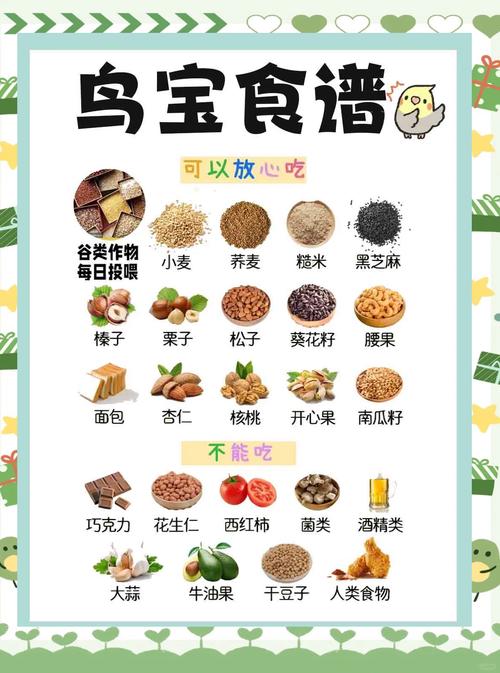 解析“牡丹鹦鹉吃什么比较好?”你不知道的事-第5张图片 解析“牡丹鹦鹉吃什么比较好?”你不知道的事-第5张图片