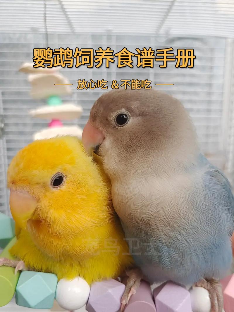 解析“牡丹鹦鹉吃什么比较好?”你不知道的事-第6张图片 解析“牡丹鹦鹉吃什么比较好?”你不知道的事-第6张图片