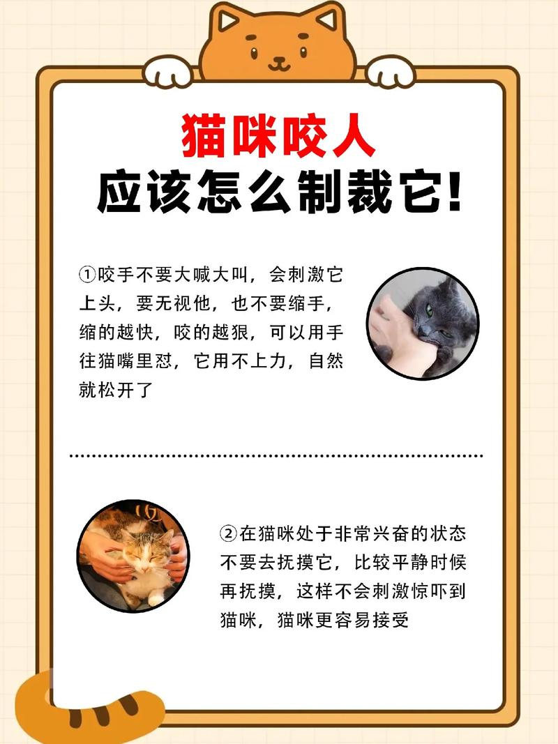 猫咪要咬人怎么办-猫咪要咬人怎么办才能不咬-第4张图片 猫咪要咬人怎么办-猫咪要咬人怎么办才能不咬-第4张图片