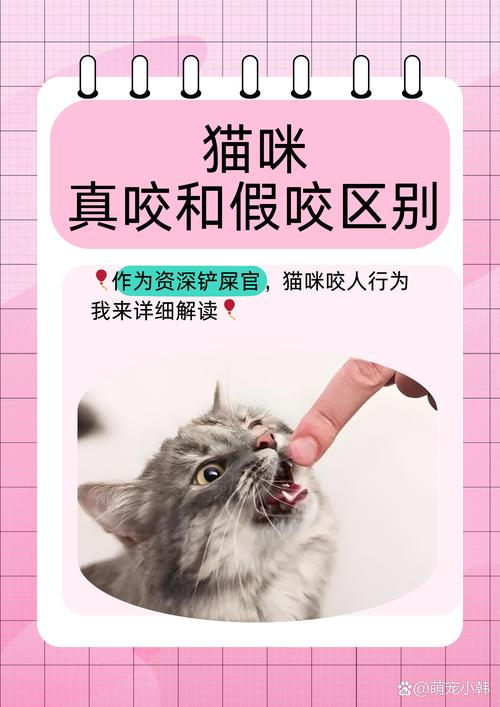 猫咪要咬人怎么办-猫咪要咬人怎么办才能不咬-第5张图片 猫咪要咬人怎么办-猫咪要咬人怎么办才能不咬-第5张图片