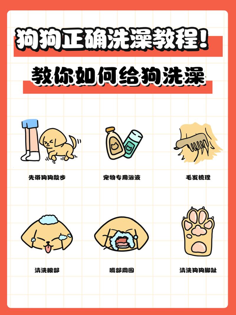 给狗狗洗澡的正确方法/狗狗洗澡的正确方法和注意事项-第4张图片 给狗狗洗澡的正确方法/狗狗洗澡的正确方法和注意事项-第4张图片