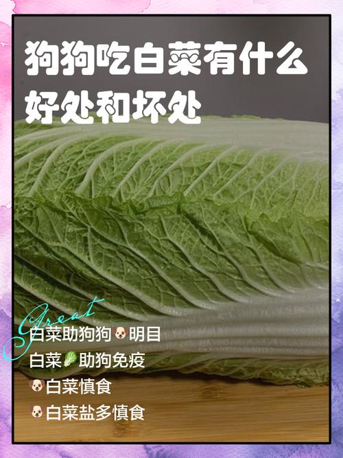 作为消费者“狗狗能吃白菜吗”你不能不知道-第9张图片 作为消费者“狗狗能吃白菜吗”你不能不知道-第9张图片