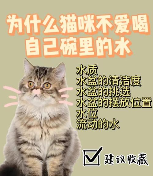 解析“猫可以几天不喝水”你不知道的事