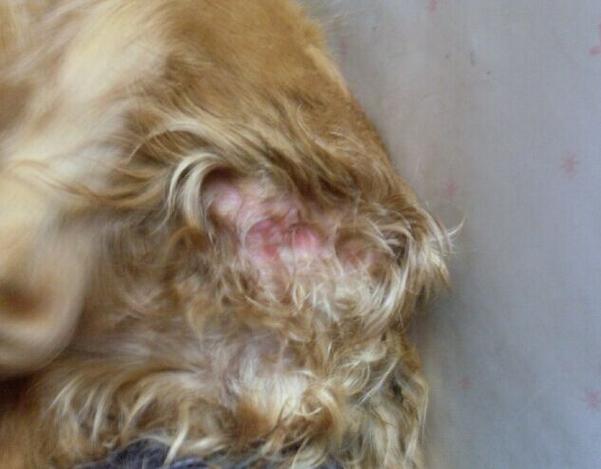 狗狗犬瘟前期症状-狗狗犬瘟前期症状图片-第9张图片 狗狗犬瘟前期症状-狗狗犬瘟前期症状图片-第9张图片