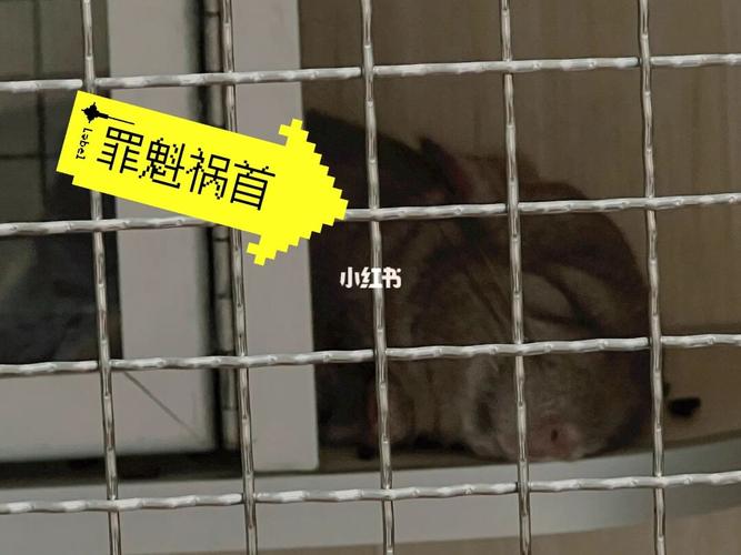 解析“龙猫咬人吗”你不知道的事-第8张图片 解析“龙猫咬人吗”你不知道的事-第8张图片