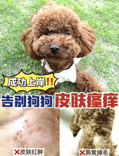 作为消费者“狗狗身上一直痒怎么办”你不能不知道-第9张图片 作为消费者“狗狗身上一直痒怎么办”你不能不知道-第9张图片