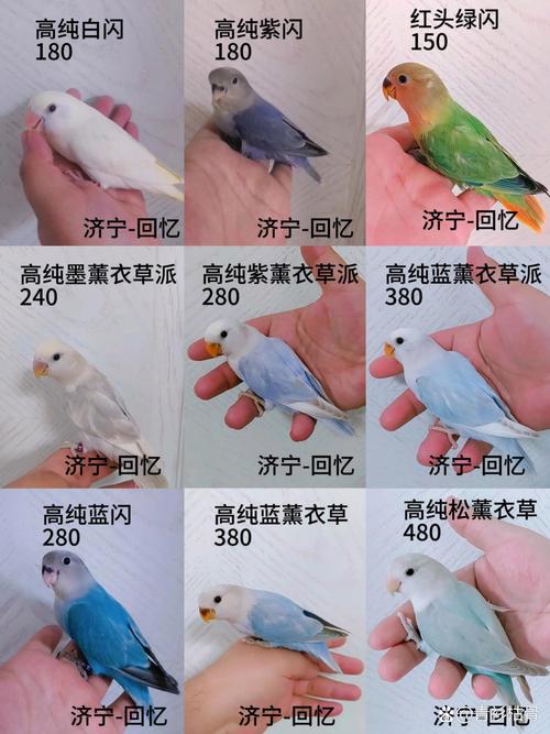 横斑鹦鹉费用的简单介绍-第3张图片 横斑鹦鹉费用的简单介绍-第3张图片