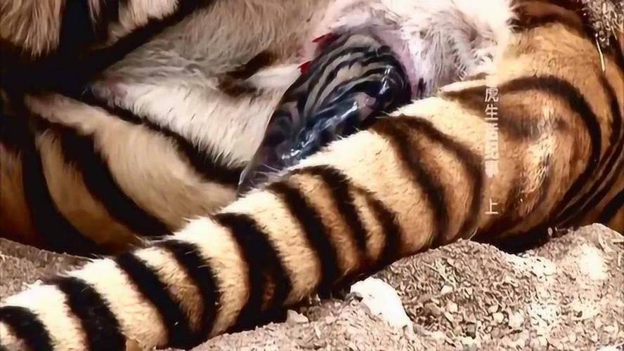 解析“猫生殖器”你不知道的事-第1张图片 解析“猫生殖器”你不知道的事-第1张图片