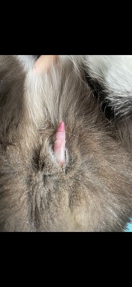 解析“猫生殖器”你不知道的事-第2张图片 解析“猫生殖器”你不知道的事-第2张图片