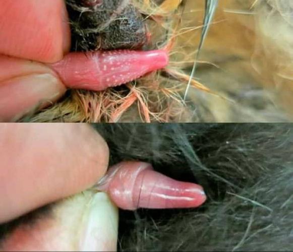 解析“猫生殖器”你不知道的事-第7张图片 解析“猫生殖器”你不知道的事-第7张图片
