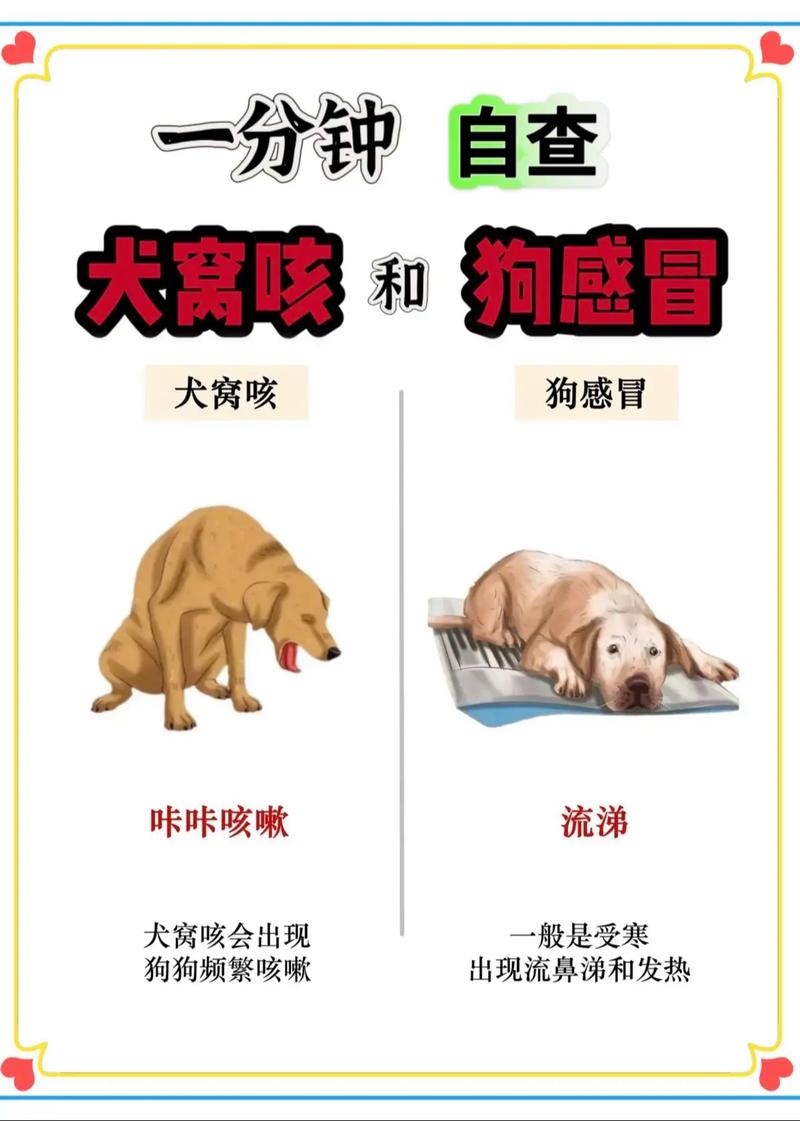 解析“夏天狗狗感冒了怎么办”你不知道的事-第4张图片 解析“夏天狗狗感冒了怎么办”你不知道的事-第4张图片