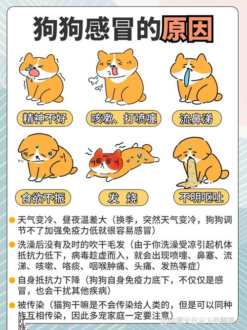 解析“夏天狗狗感冒了怎么办”你不知道的事-第5张图片 解析“夏天狗狗感冒了怎么办”你不知道的事-第5张图片