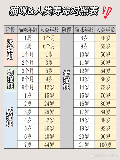 解析“小猫的寿命”你不知道的事-第2张图片 解析“小猫的寿命”你不知道的事-第2张图片