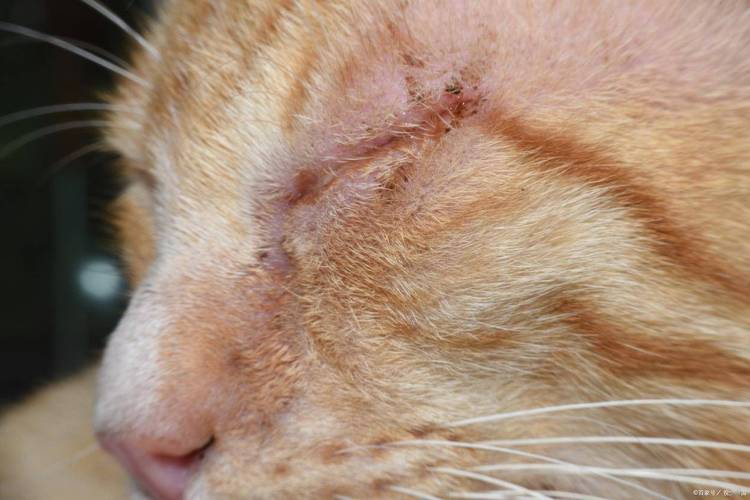 猫抓热,猫抓热会自愈吗-第2张图片 猫抓热,猫抓热会自愈吗-第2张图片