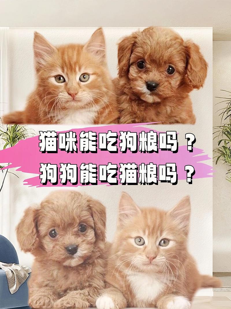 猫粮狗狗可以吃吗/猫粮狗狗可以吃吗有营养吗-第4张图片 猫粮狗狗可以吃吗/猫粮狗狗可以吃吗有营养吗-第4张图片