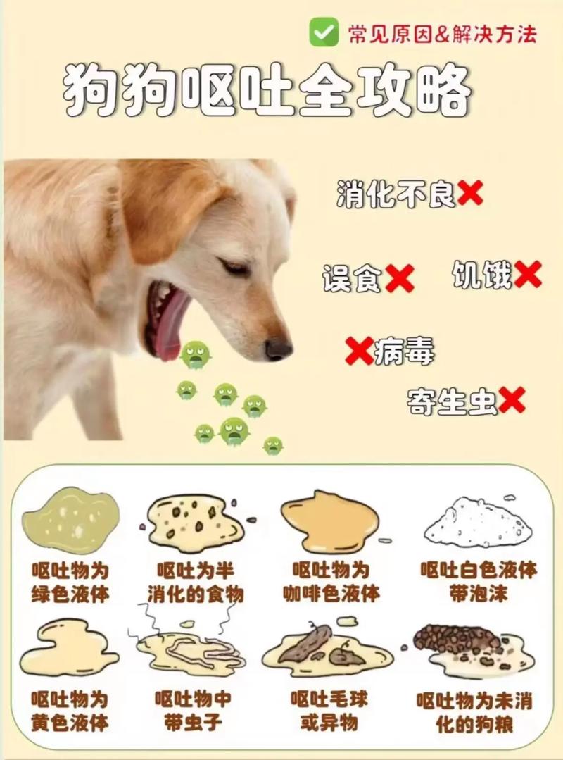 狗狗呕吐是什么原因/狗狗呕吐是什么原因吃什么药-第5张图片 狗狗呕吐是什么原因/狗狗呕吐是什么原因吃什么药-第5张图片