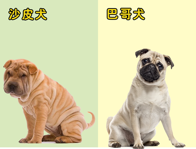 巴哥和沙皮狗一样吗/巴哥与沙皮-第2张图片 巴哥和沙皮狗一样吗/巴哥与沙皮-第2张图片