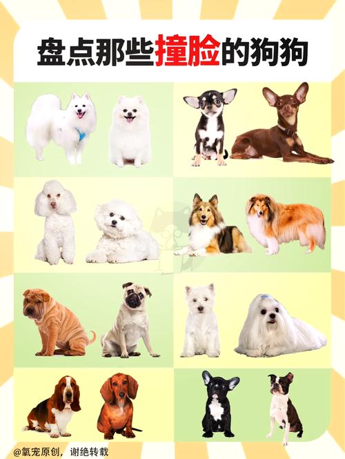 巴哥和沙皮狗一样吗/巴哥与沙皮-第3张图片 巴哥和沙皮狗一样吗/巴哥与沙皮-第3张图片