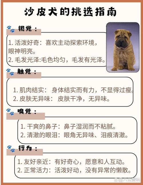 巴哥和沙皮狗一样吗/巴哥与沙皮-第4张图片 巴哥和沙皮狗一样吗/巴哥与沙皮-第4张图片