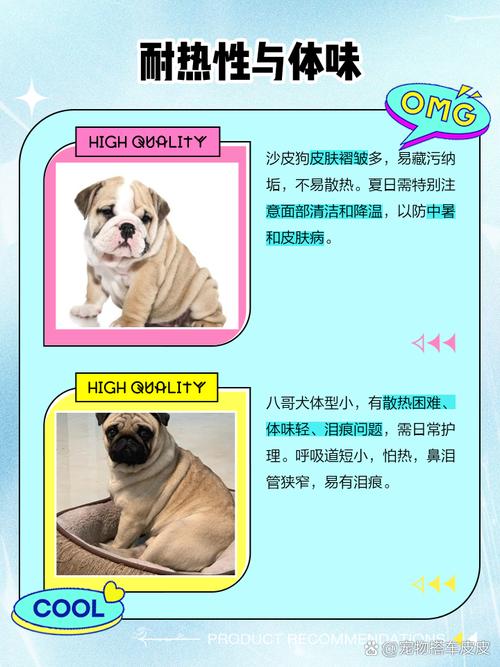 巴哥和沙皮狗一样吗/巴哥与沙皮-第7张图片 巴哥和沙皮狗一样吗/巴哥与沙皮-第7张图片