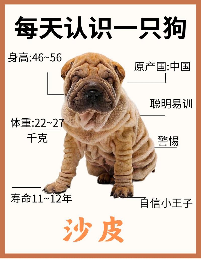 巴哥和沙皮狗一样吗/巴哥与沙皮-第8张图片 巴哥和沙皮狗一样吗/巴哥与沙皮-第8张图片