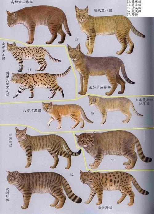 猫的进化过程/猫的进化过程是什么-第6张图片 猫的进化过程/猫的进化过程是什么-第6张图片