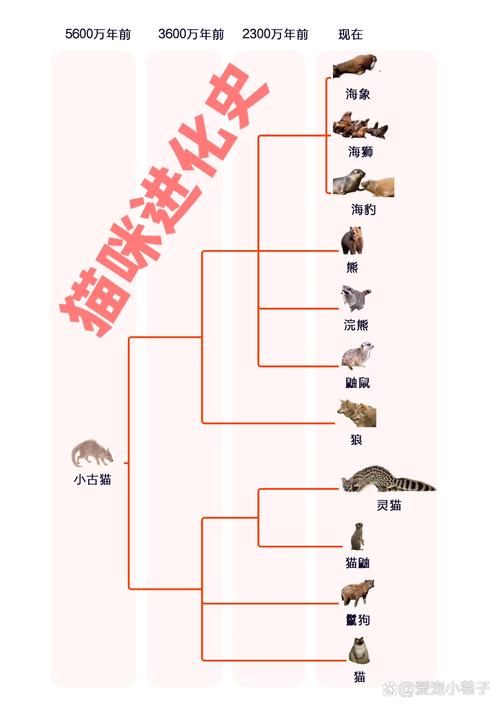 猫的进化过程/猫的进化过程是什么-第8张图片 猫的进化过程/猫的进化过程是什么-第8张图片