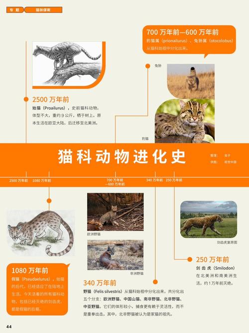 猫的进化过程/猫的进化过程是什么-第9张图片 猫的进化过程/猫的进化过程是什么-第9张图片