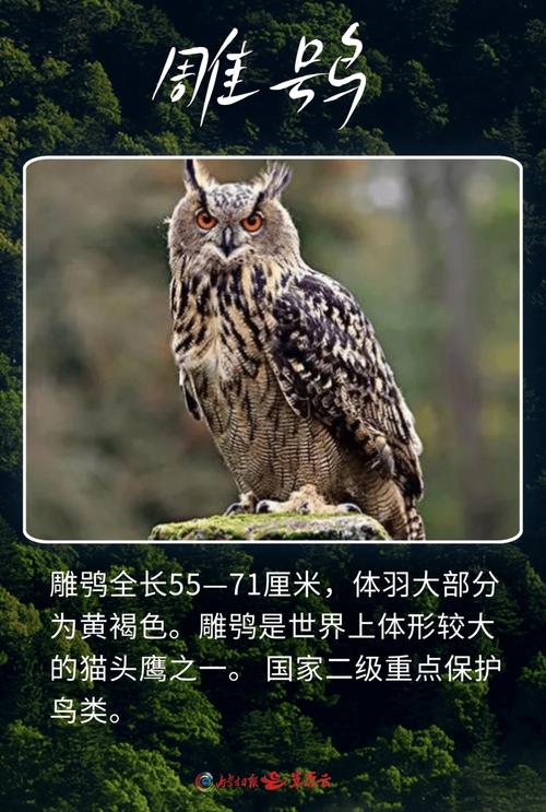 解析“猫头鹰寓意”你不知道的事-第4张图片 解析“猫头鹰寓意”你不知道的事-第4张图片