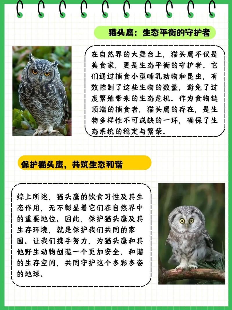 解析“猫头鹰寓意”你不知道的事-第7张图片 解析“猫头鹰寓意”你不知道的事-第7张图片