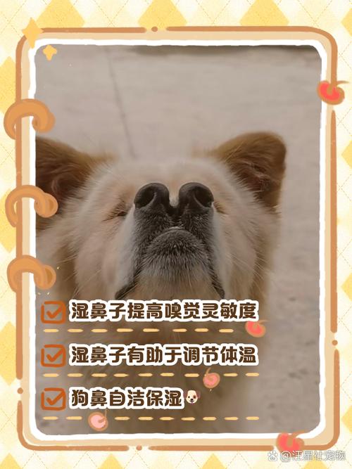 解析“狗狗鼻子很湿怎么回事”你不知道的事-第7张图片 解析“狗狗鼻子很湿怎么回事”你不知道的事-第7张图片