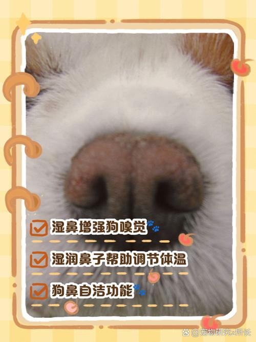 解析“狗狗鼻子很湿怎么回事”你不知道的事-第8张图片 解析“狗狗鼻子很湿怎么回事”你不知道的事-第8张图片
