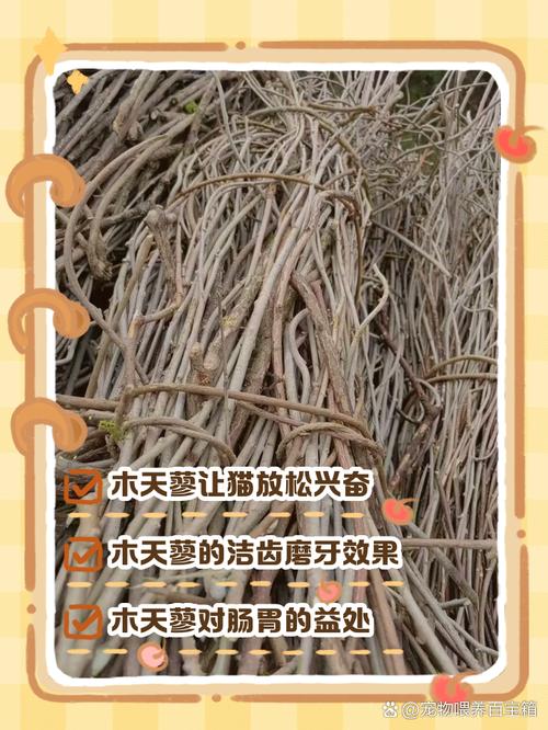 木天蓼,木天蓼和猫薄荷的区别-第8张图片 木天蓼,木天蓼和猫薄荷的区别-第8张图片