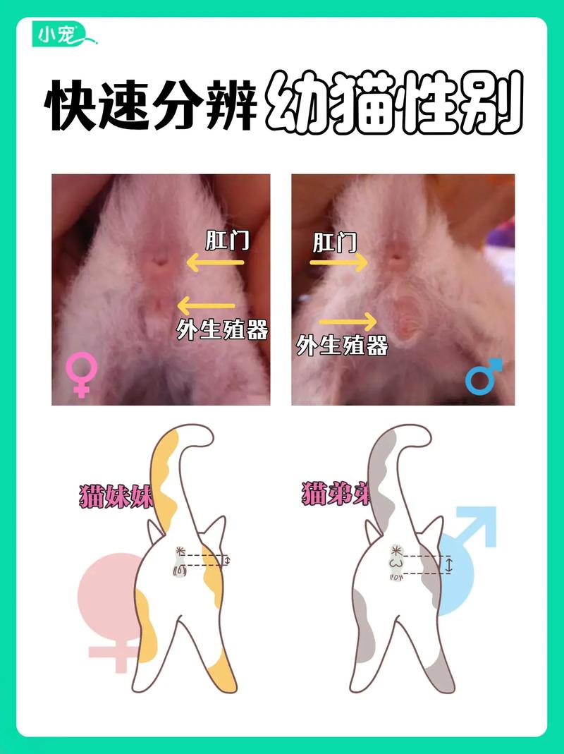 作为消费者“小猫怎么看公母”你不能不知道
