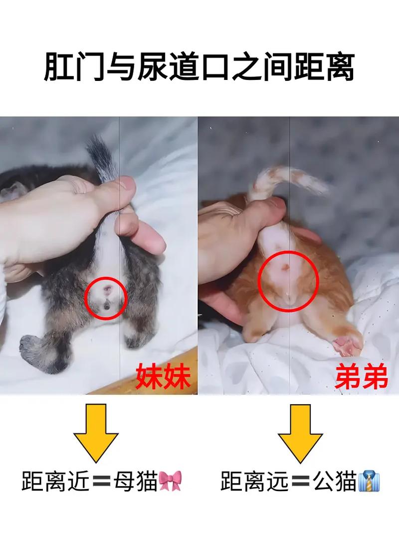 作为消费者“小猫怎么看公母”你不能不知道-第4张图片 作为消费者“小猫怎么看公母”你不能不知道-第4张图片
