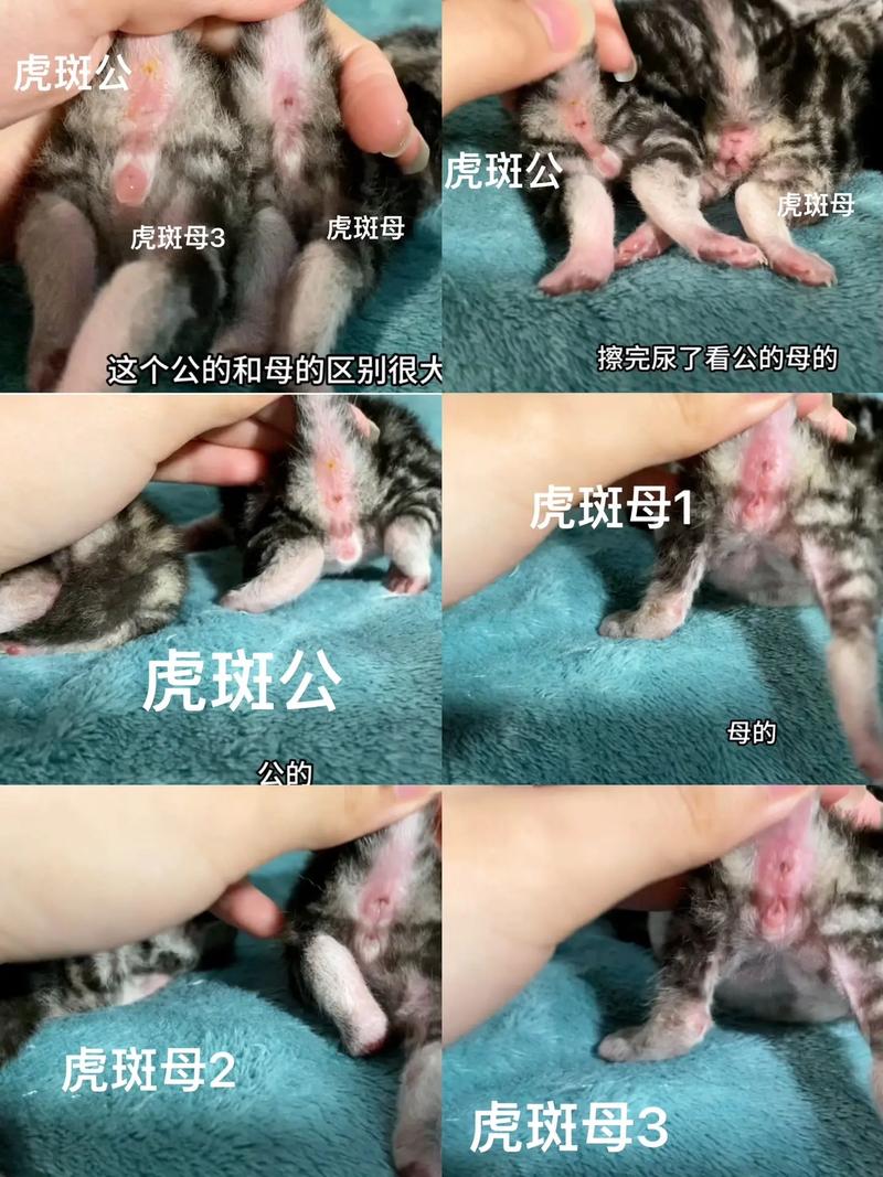 作为消费者“小猫怎么看公母”你不能不知道-第5张图片 作为消费者“小猫怎么看公母”你不能不知道-第5张图片