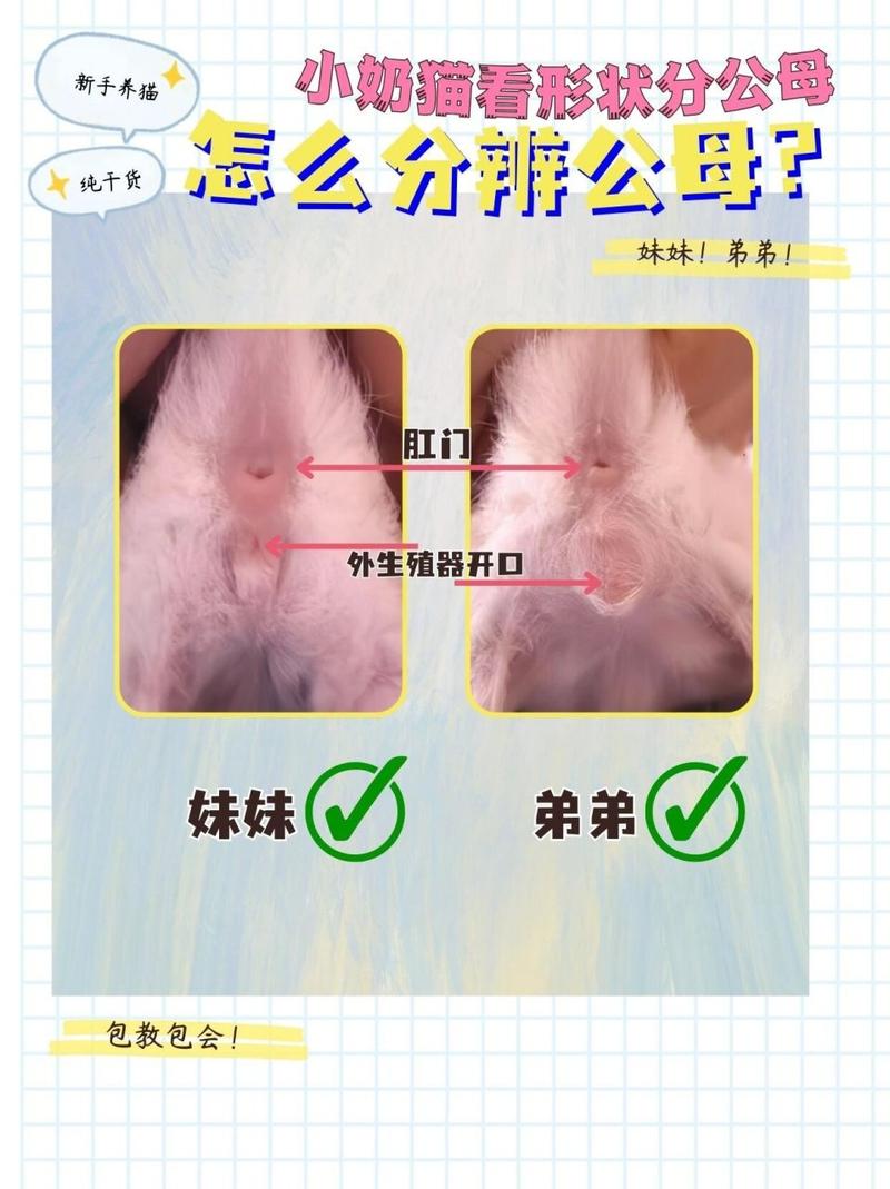 作为消费者“小猫怎么看公母”你不能不知道-第7张图片 作为消费者“小猫怎么看公母”你不能不知道-第7张图片