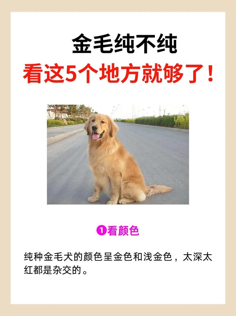 金毛怎么分辨纯度-金毛怎么分辨纯度多少-第1张图片 金毛怎么分辨纯度-金毛怎么分辨纯度多少-第1张图片