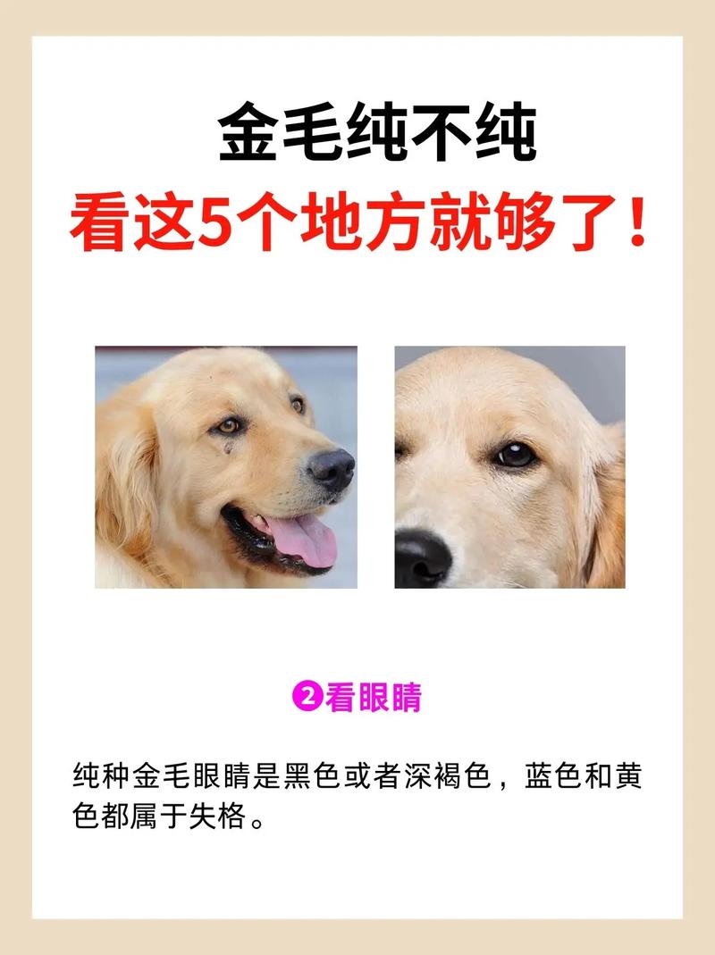 金毛怎么分辨纯度-金毛怎么分辨纯度多少-第5张图片 金毛怎么分辨纯度-金毛怎么分辨纯度多少-第5张图片