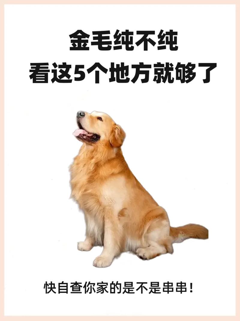 金毛怎么分辨纯度-金毛怎么分辨纯度多少-第8张图片 金毛怎么分辨纯度-金毛怎么分辨纯度多少-第8张图片