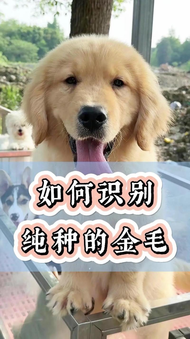 金毛怎么分辨纯度-金毛怎么分辨纯度多少-第9张图片 金毛怎么分辨纯度-金毛怎么分辨纯度多少-第9张图片