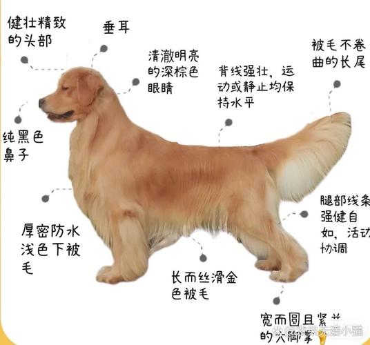 金毛怎么分辨纯度-金毛怎么分辨纯度多少-第10张图片 金毛怎么分辨纯度-金毛怎么分辨纯度多少-第10张图片