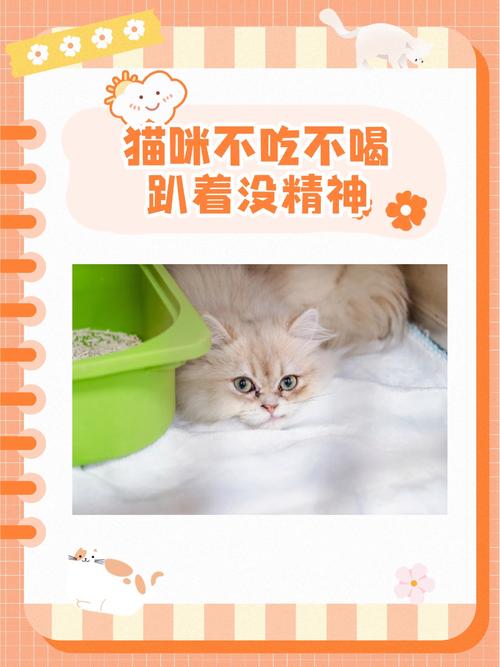 解析“猫食欲不振掉毛”你不知道的事-第3张图片 解析“猫食欲不振掉毛”你不知道的事-第3张图片